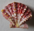 /products/mirapecten-mirificus-reeve-18531/
